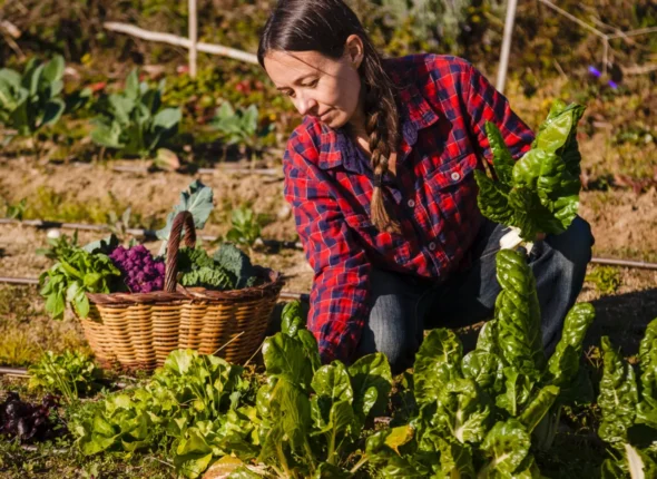 Una mujer cosecha acelgas en una huerta al sol, junto a una canasta de verduras.
